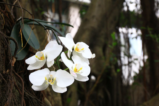 蘭花(中央走道)