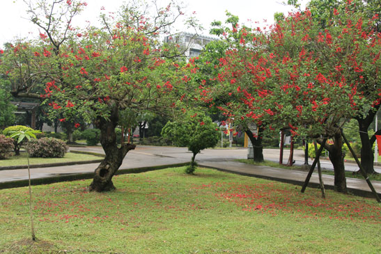 珊瑚莿桐(中央走道旁)