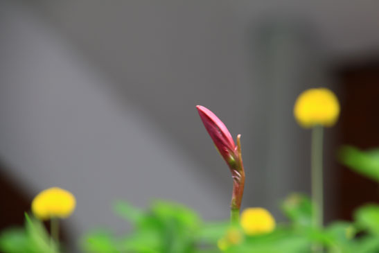 校園花卉(利瑪竇大樓)