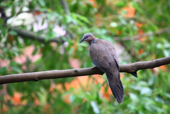 珠頸班鳩(野聲樓前)