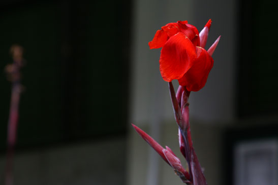 校園花卉(文華樓前)