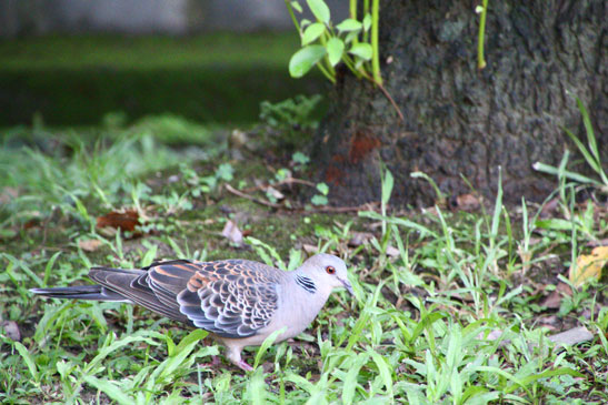 金背鳩(野聲樓前)