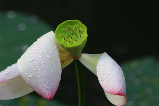 荷花(文學院)