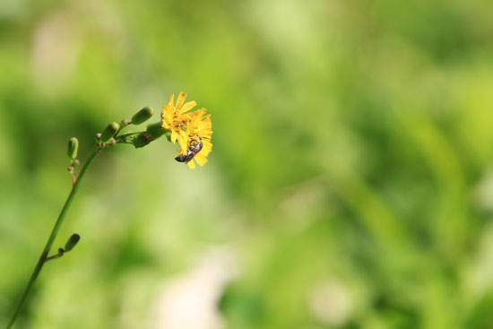 草花兔兒菜與虻-化學系旁