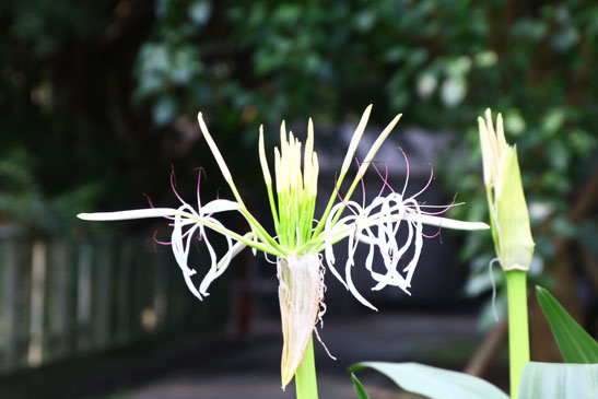 校園花卉文珠蘭(輔幼後方)