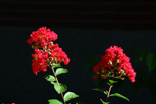 校園花卉(文華樓前)