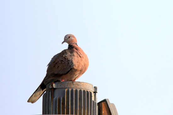 珠頸班鳩(野聲樓樓頂)