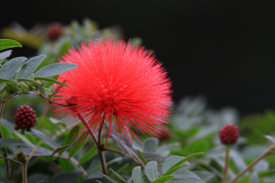 紅粉撲花-第一圓環處