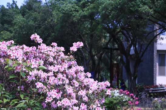 杜鵑花(中央走道)