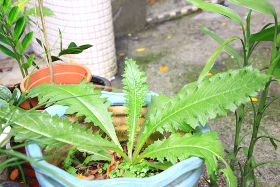 花10-國寶花雞角刺(理工綜合教室旁)